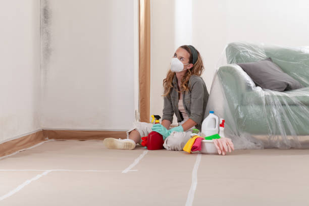 Reliable Black Mold Remediation contractor in Onley, VA by 24 Hour Mold Removal