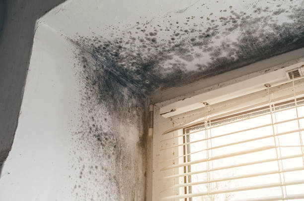 Affordable Black Mold Remediation solutions in Onley, VA